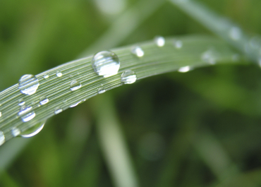 Komplexe Pflanzenanalyse - Blatt oder Frucht