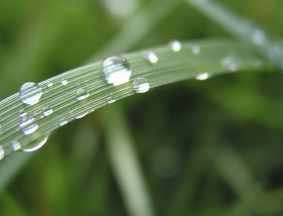 Komplexe Pflanzenanalyse - Blatt oder Frucht